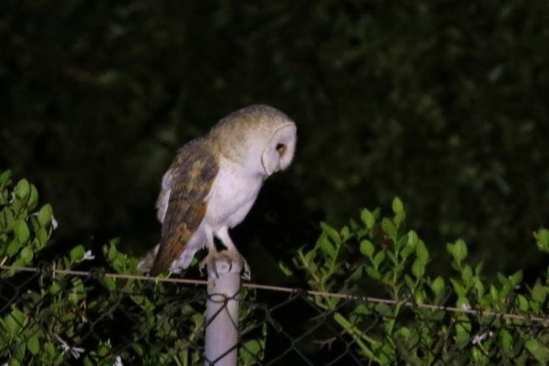 Western Barn Owl (Canary Is.) - Lieven De Temmerman