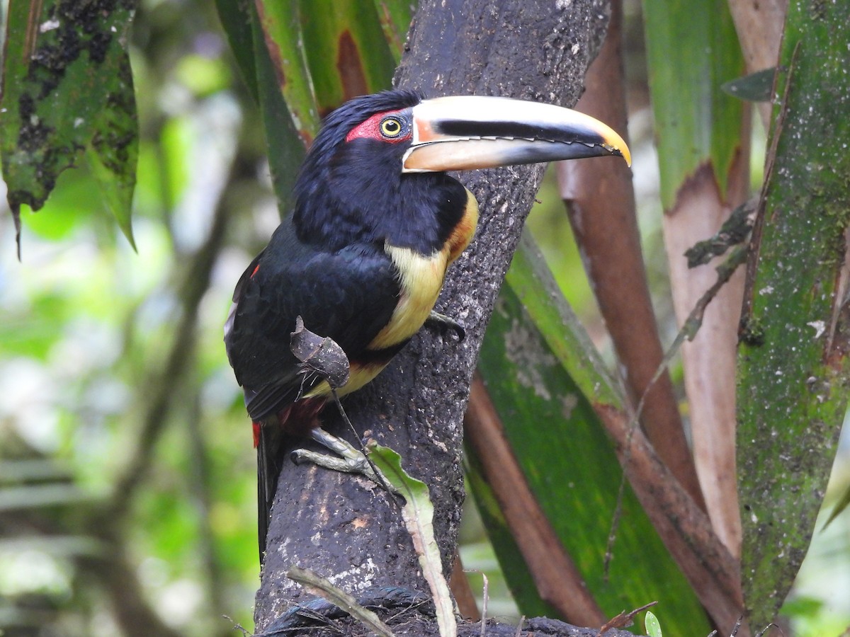 Collared Aracari - ML504251111