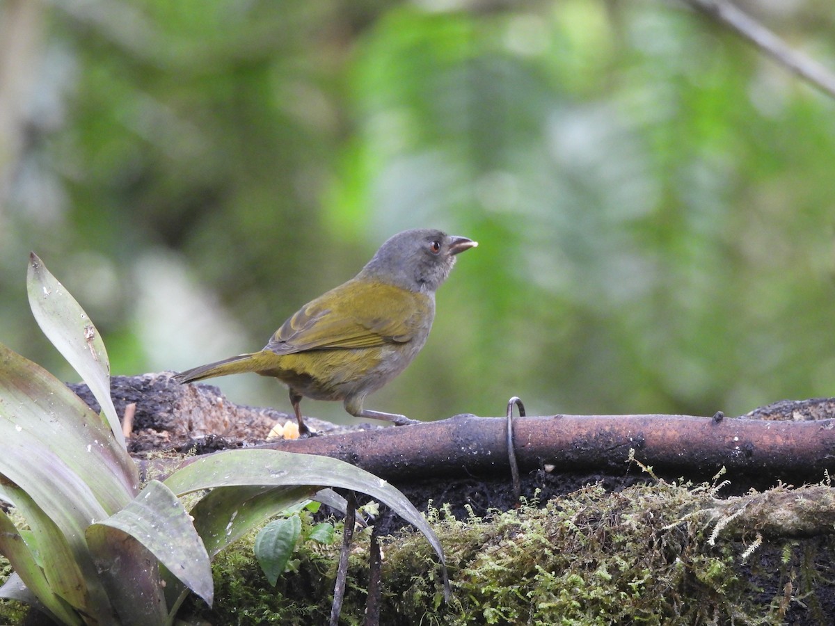 Dusky Chlorospingus - ML504253571