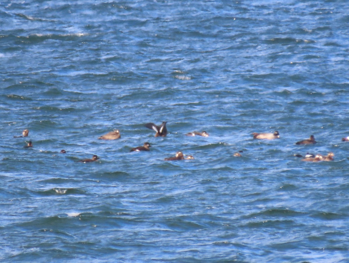 White-winged Scoter - ML504253751