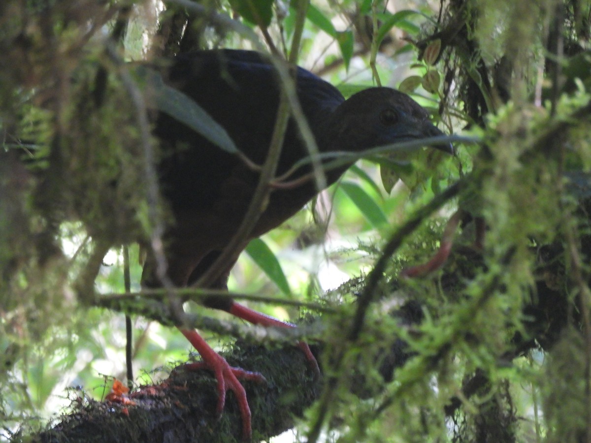 Sickle-winged Guan - ML504254201