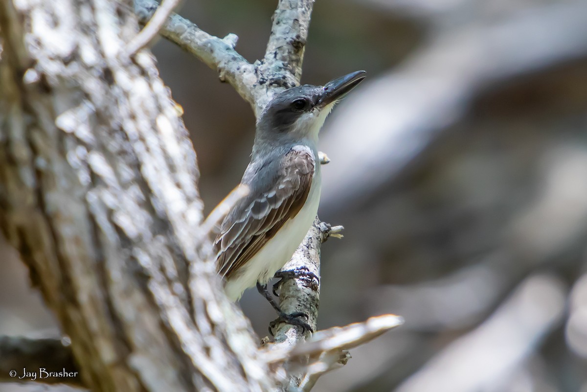 Gray Kingbird - ML504254881