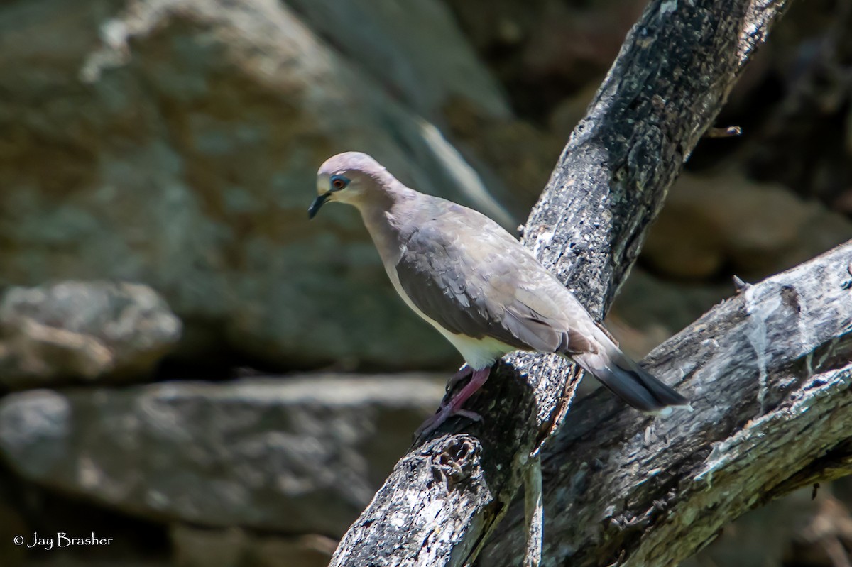 White-tipped Dove - ML504255101