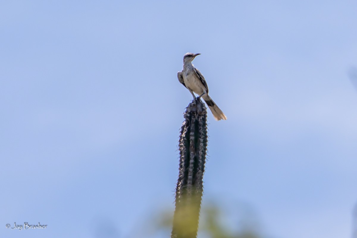 Tropical Mockingbird - Jay Brasher