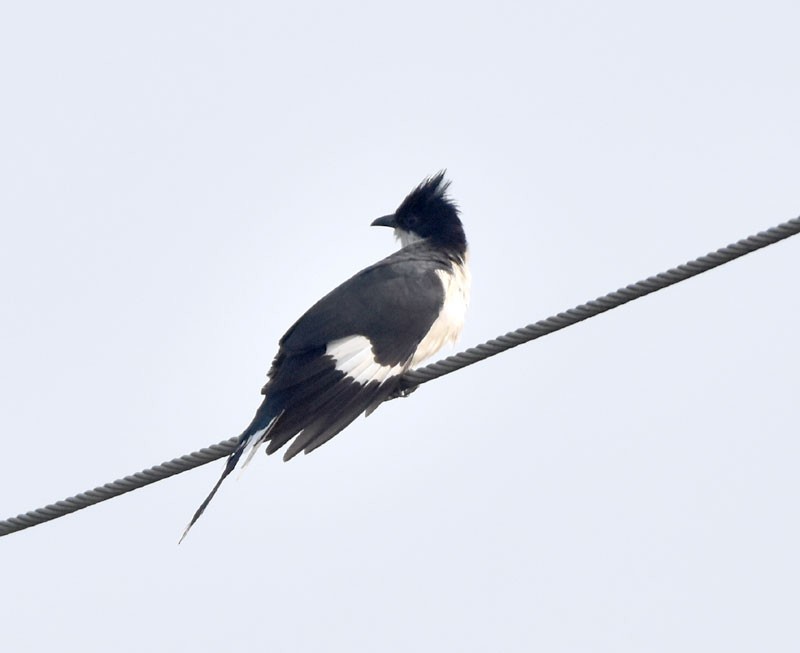 Pied Cuckoo - ML504257871