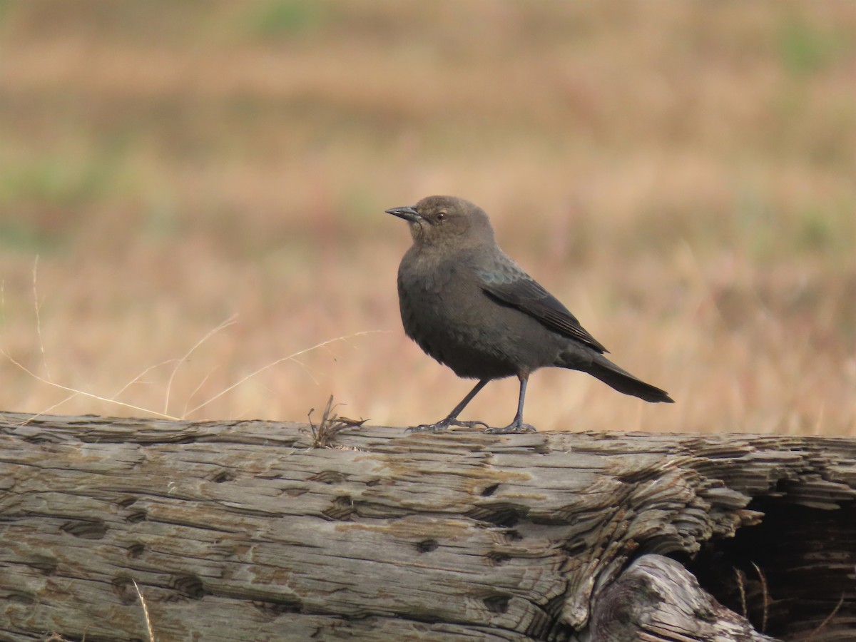 Brewer's Blackbird - Christopher Hinkle