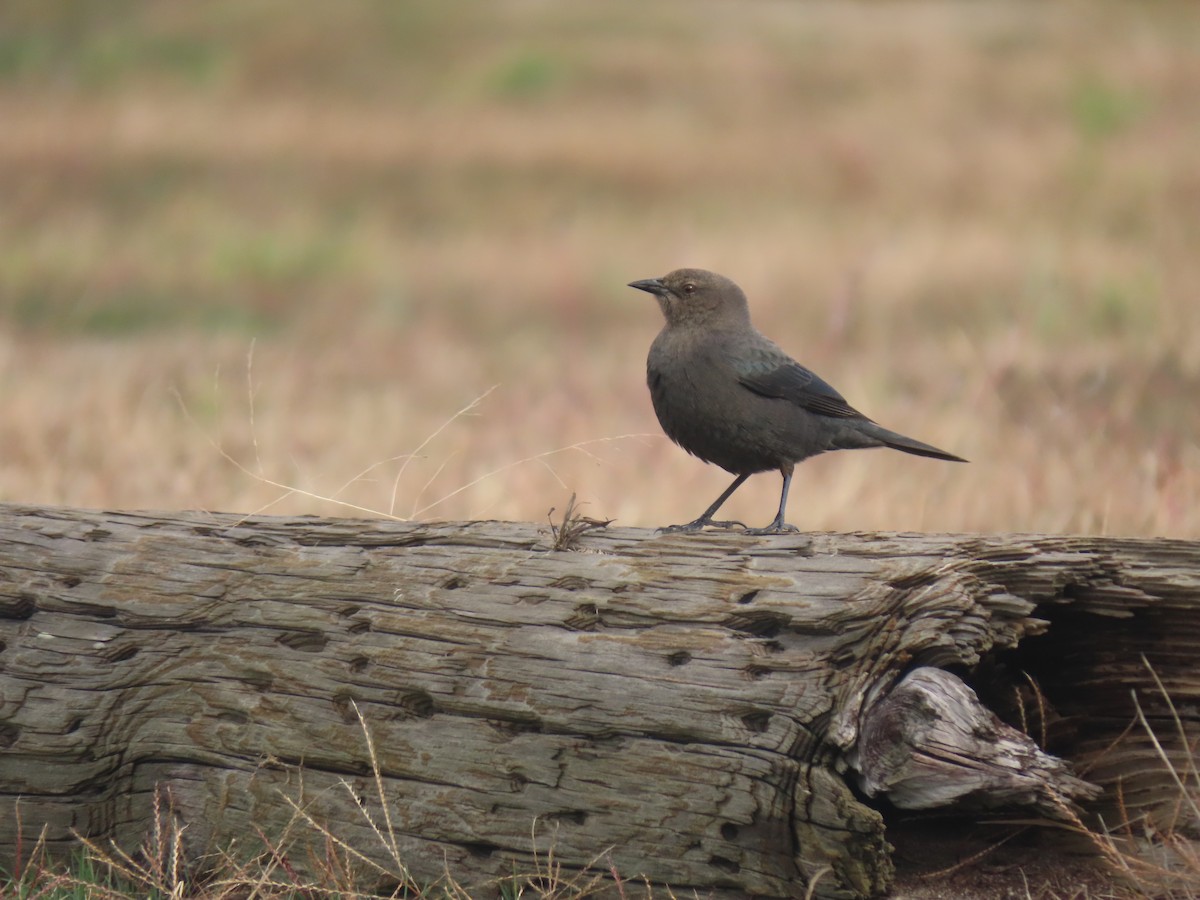 Brewer's Blackbird - ML504260191