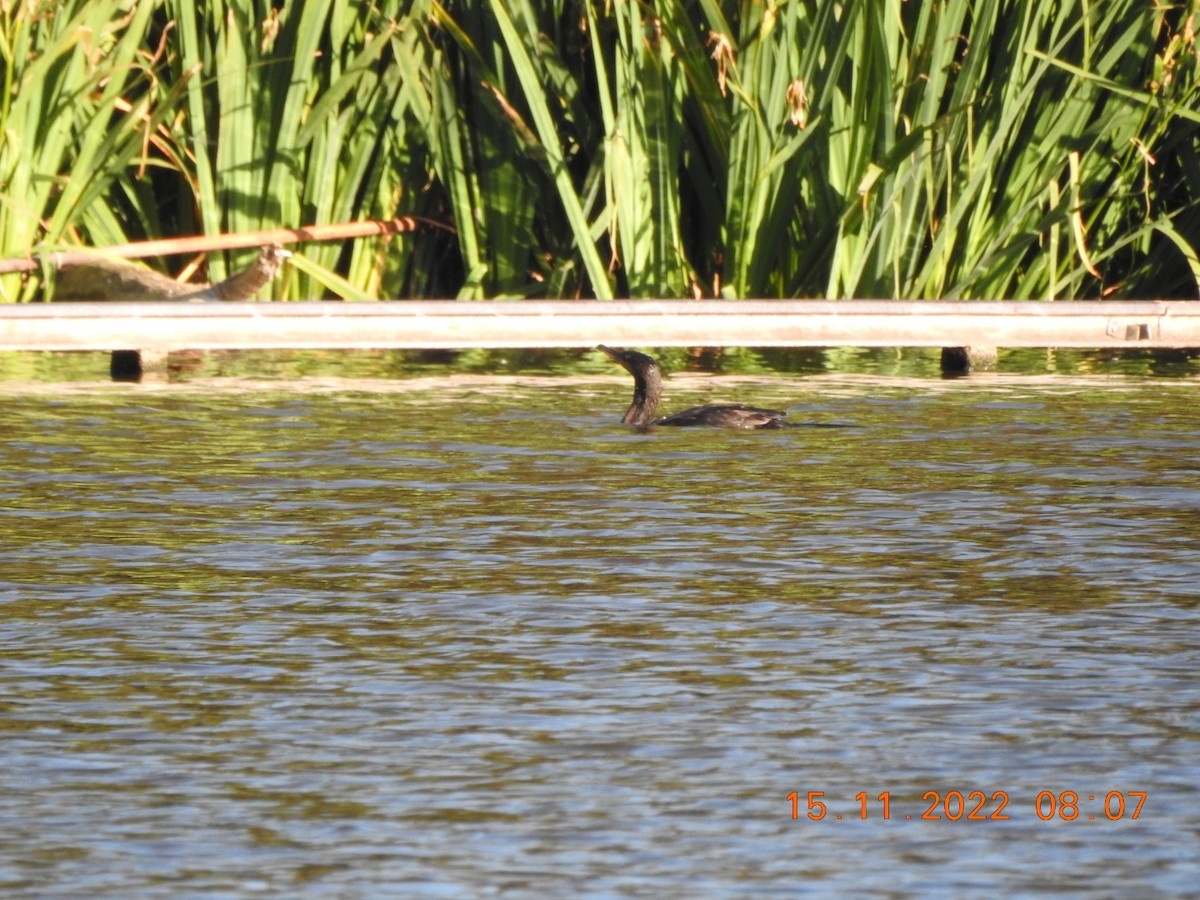 Neotropic Cormorant - ML504261591