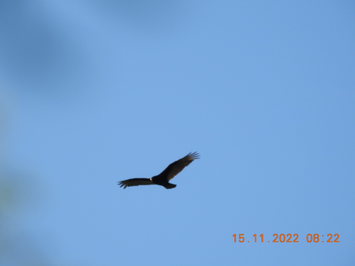 Turkey Vulture - ML504261701