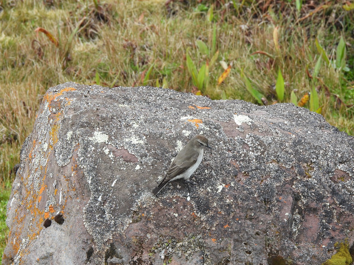 Dormilon à grands sourcils - ML504262621