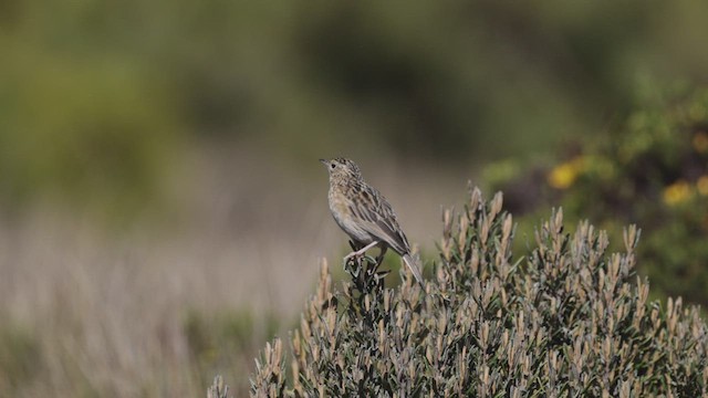 Paramo Pipit - ML504263171