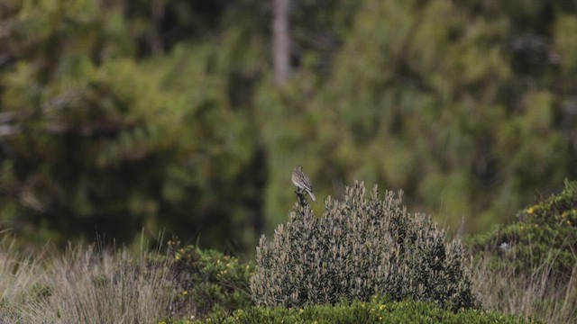 Paramo Pipit - ML504263311