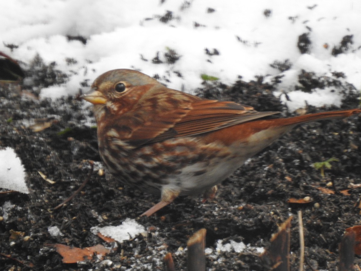 Fox Sparrow (Red) - Patricia Bazany