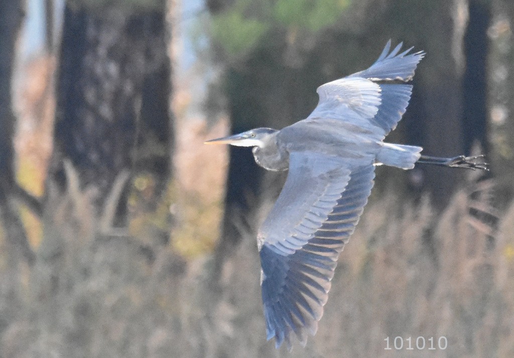 Great Blue Heron - ML504263981