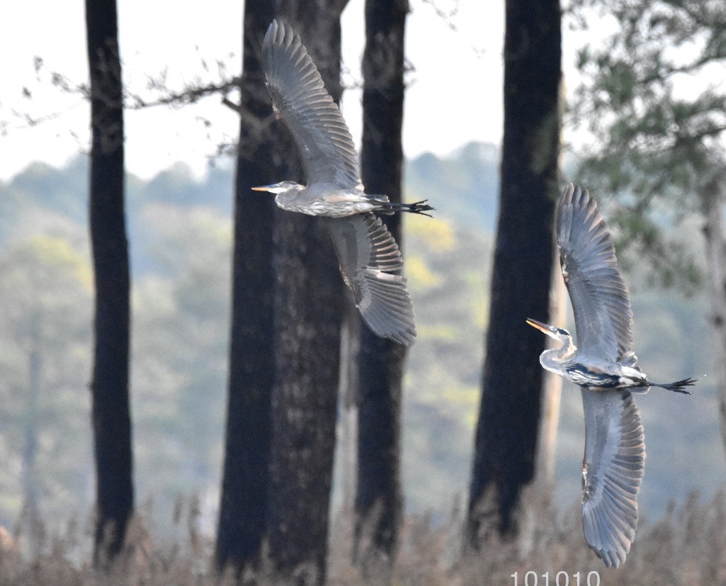 Great Blue Heron - ML504263991