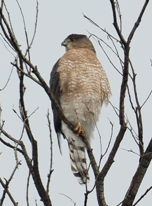 Cooper's Hawk - Danielle Jernigan