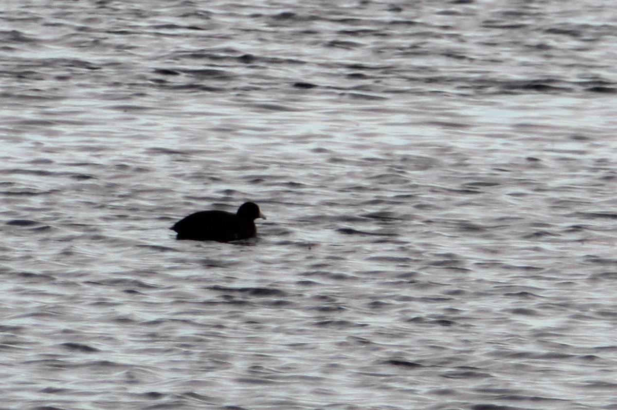 American Coot - ML504264951