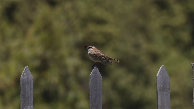 Chestnut-winged Cinclodes - ML504265141