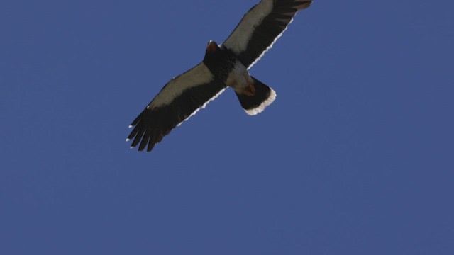 Mountain Caracara - ML504266011