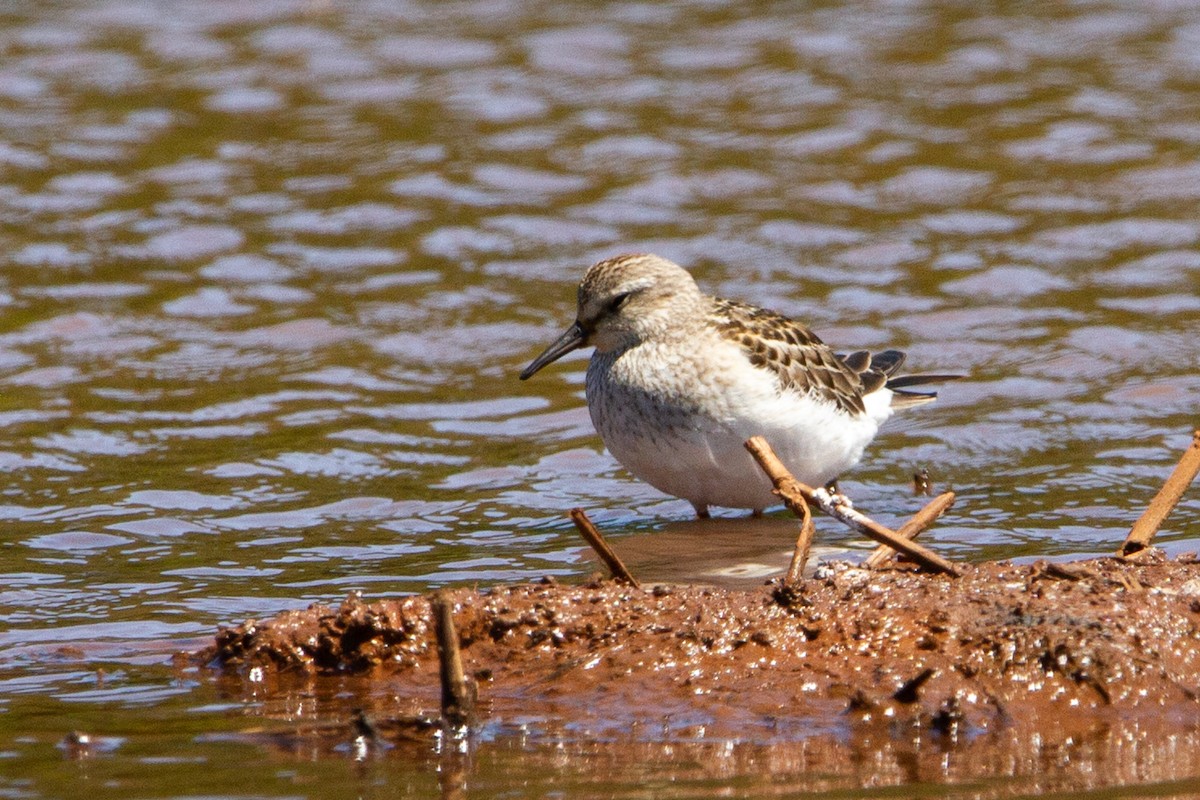 White-rumped Sandpiper - João Vitor Andriola