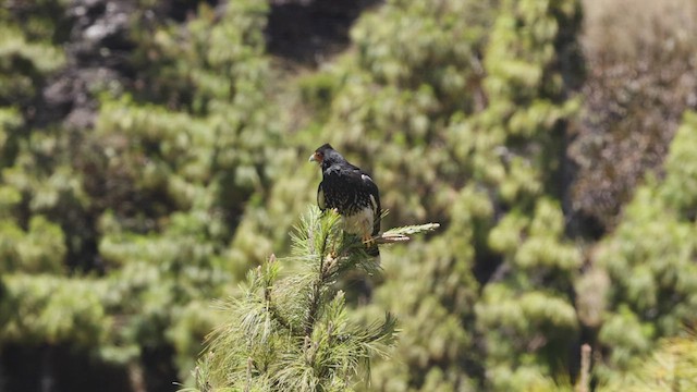 Caracara montagnard - ML504266181