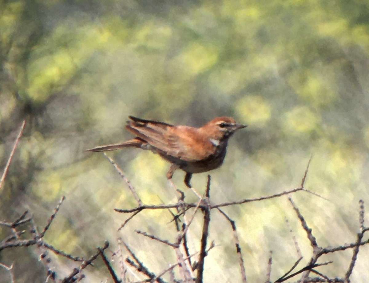 Red Lark - ML504266461