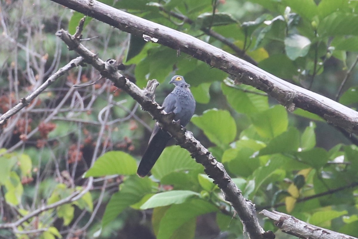 Slaty Cuckoo-Dove - ML504267321