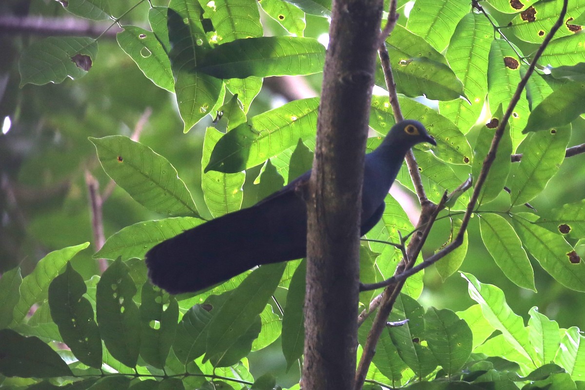 Slaty Cuckoo-Dove - ML504267381