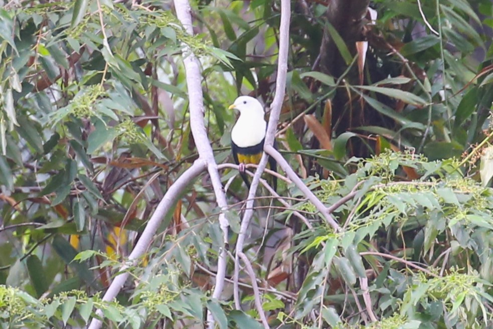 Black-backed Fruit-Dove - ML504267441