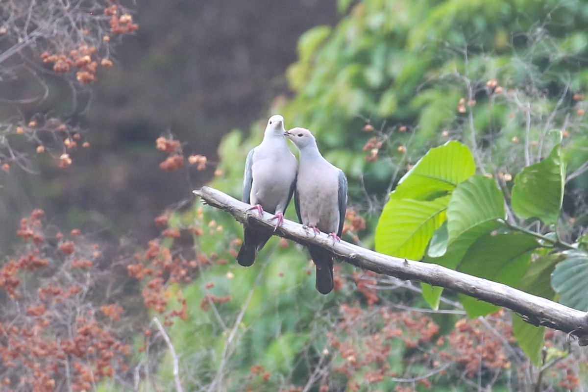 Pink-headed Imperial-Pigeon - ML504267491