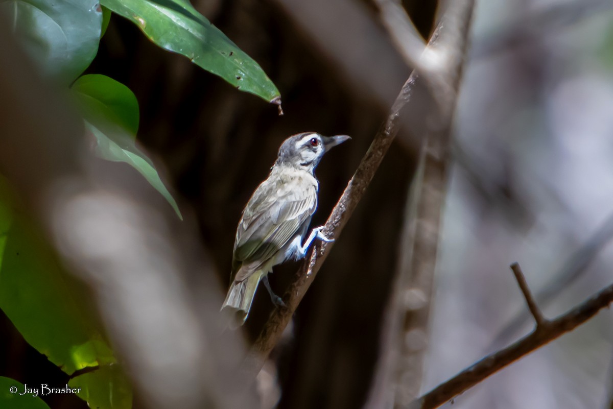 Black-whiskered Vireo - ML504267581