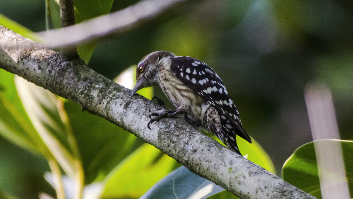 Brown-capped Pygmy Woodpecker - ML504267861
