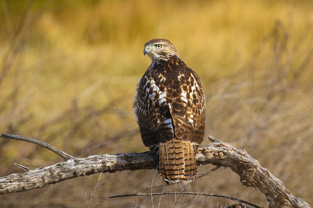 Red-tailed Hawk - Bill Lupardus