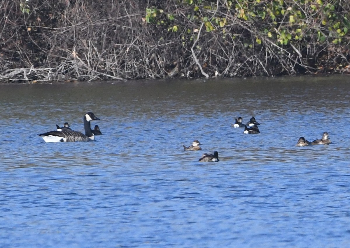 Ruddy Duck - ML504269151