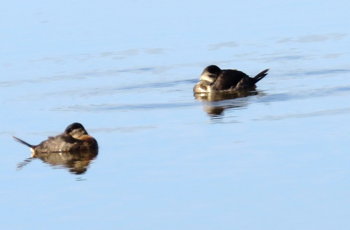 Ruddy Duck - ML504272071