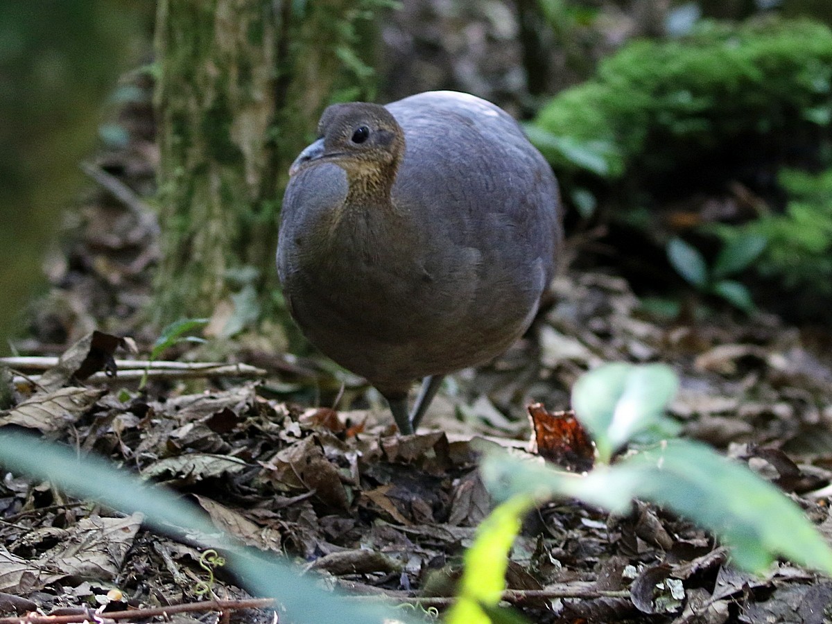 Solitary Tinamou - ML504272271