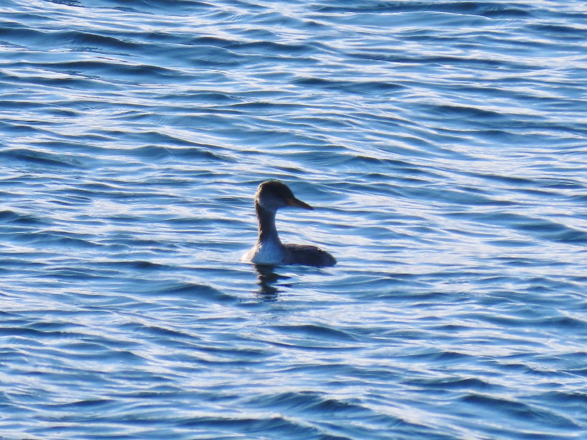 Red-necked Grebe - ML504274321