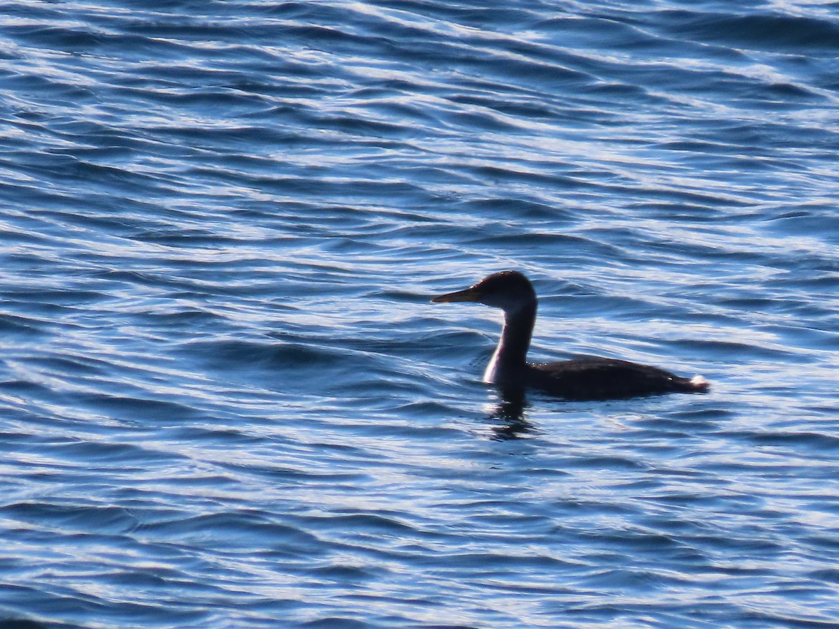 Red-necked Grebe - ML504274381