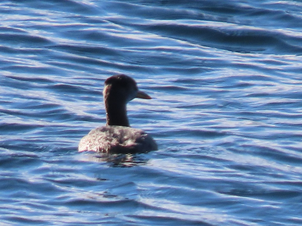 Red-necked Grebe - ML504274441