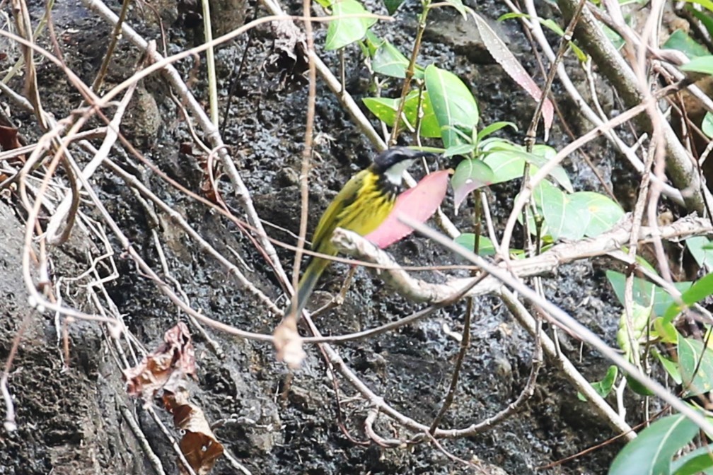 Black-chested Honeyeater - ML504274821