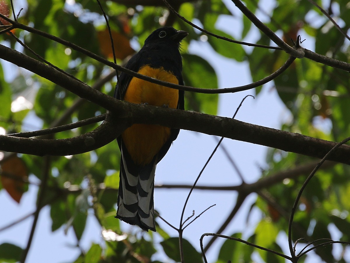 trogon zelenohřbetý - ML504275181