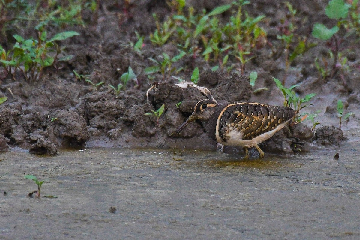 Greater Painted-Snipe - Itamar Donitza