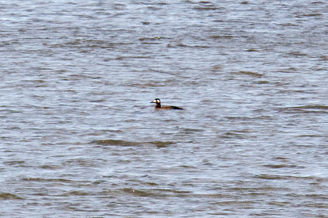 White-winged Scoter - ML504275871