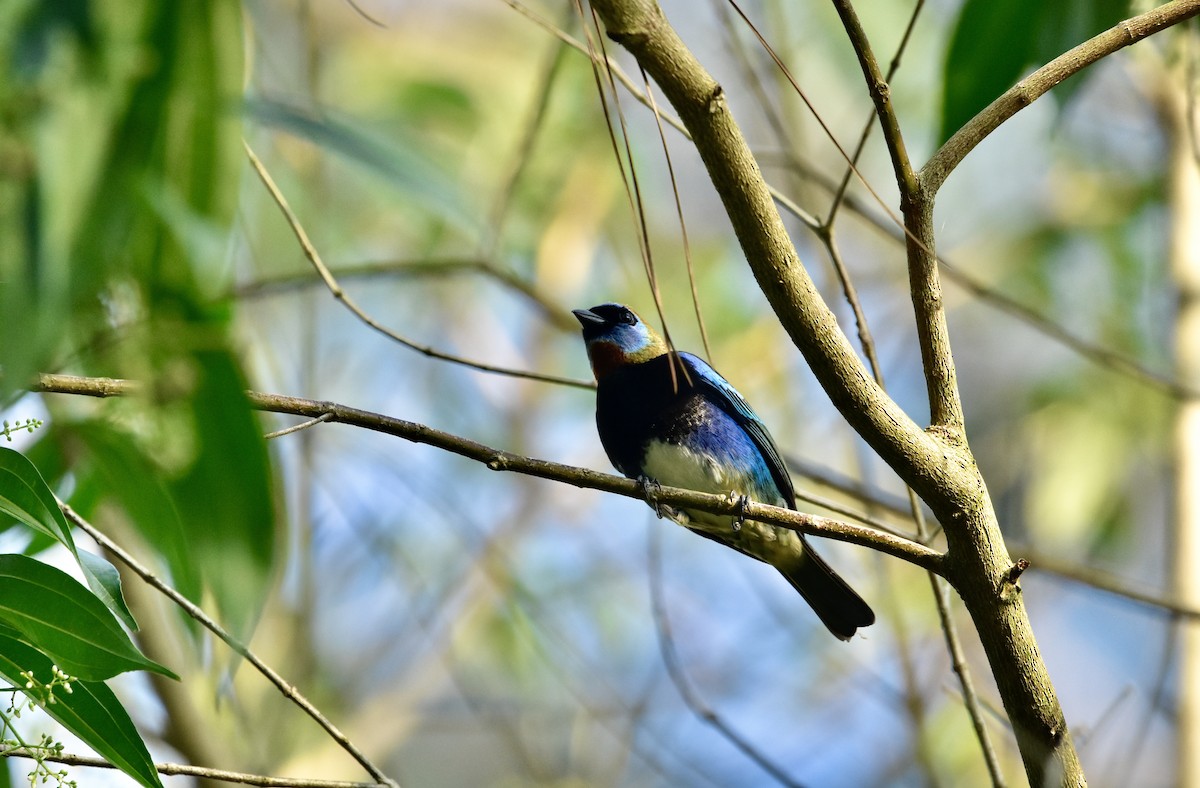 Golden-hooded Tanager - Romel Romero