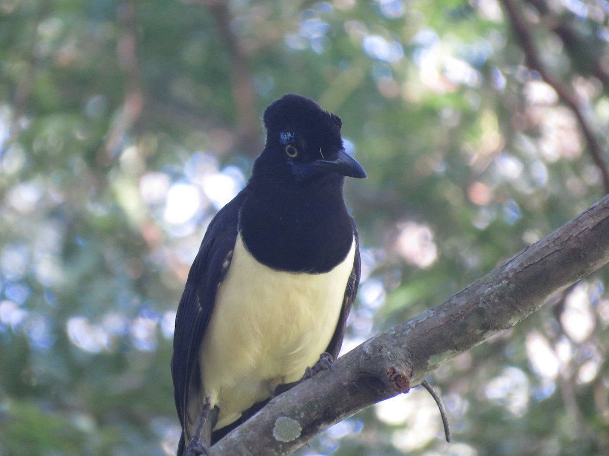 Plush-crested Jay - Juan Manuel Zara