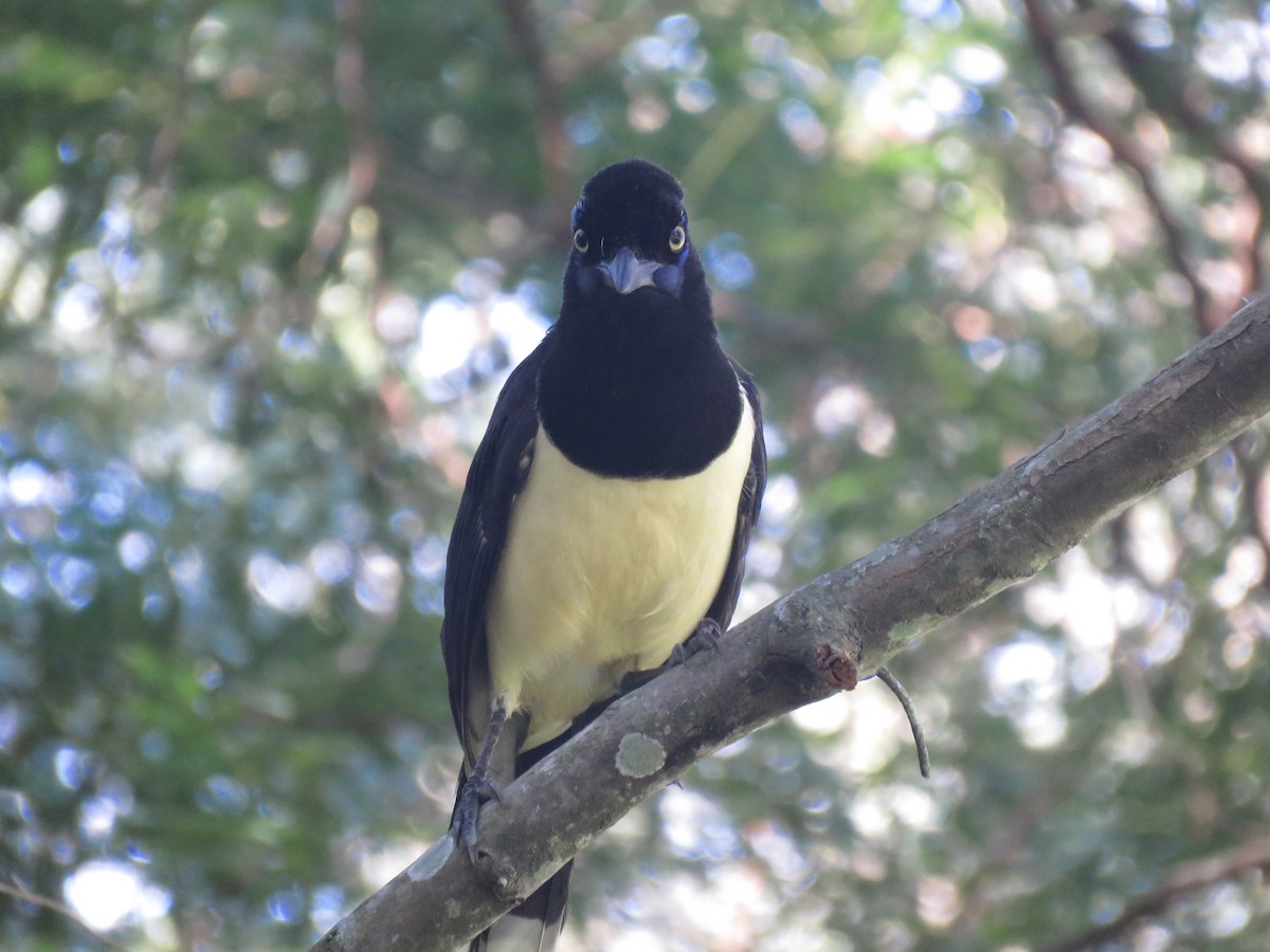 Plush-crested Jay - Juan Manuel Zara