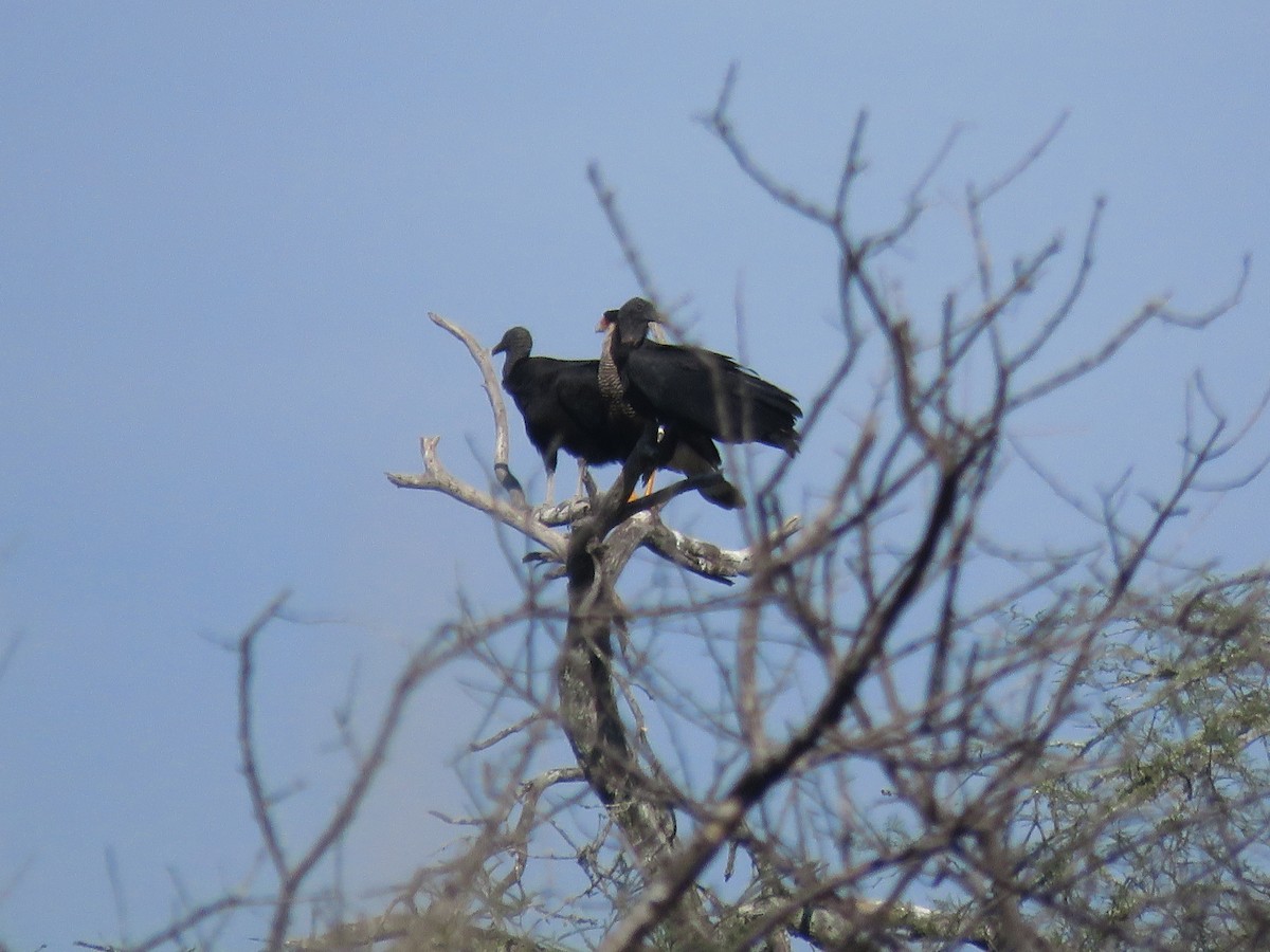 Black Vulture - Juan Manuel Zara