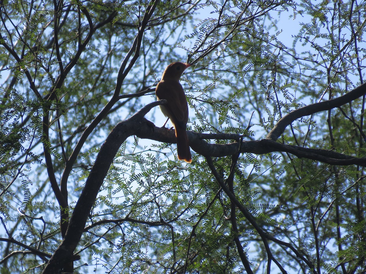 Rufous Casiornis - Juan Manuel Zara