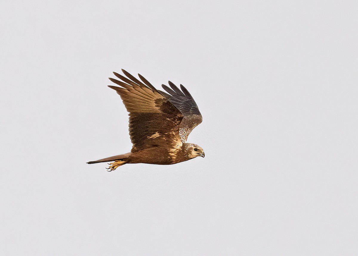 Eastern Marsh Harrier - ML504281021