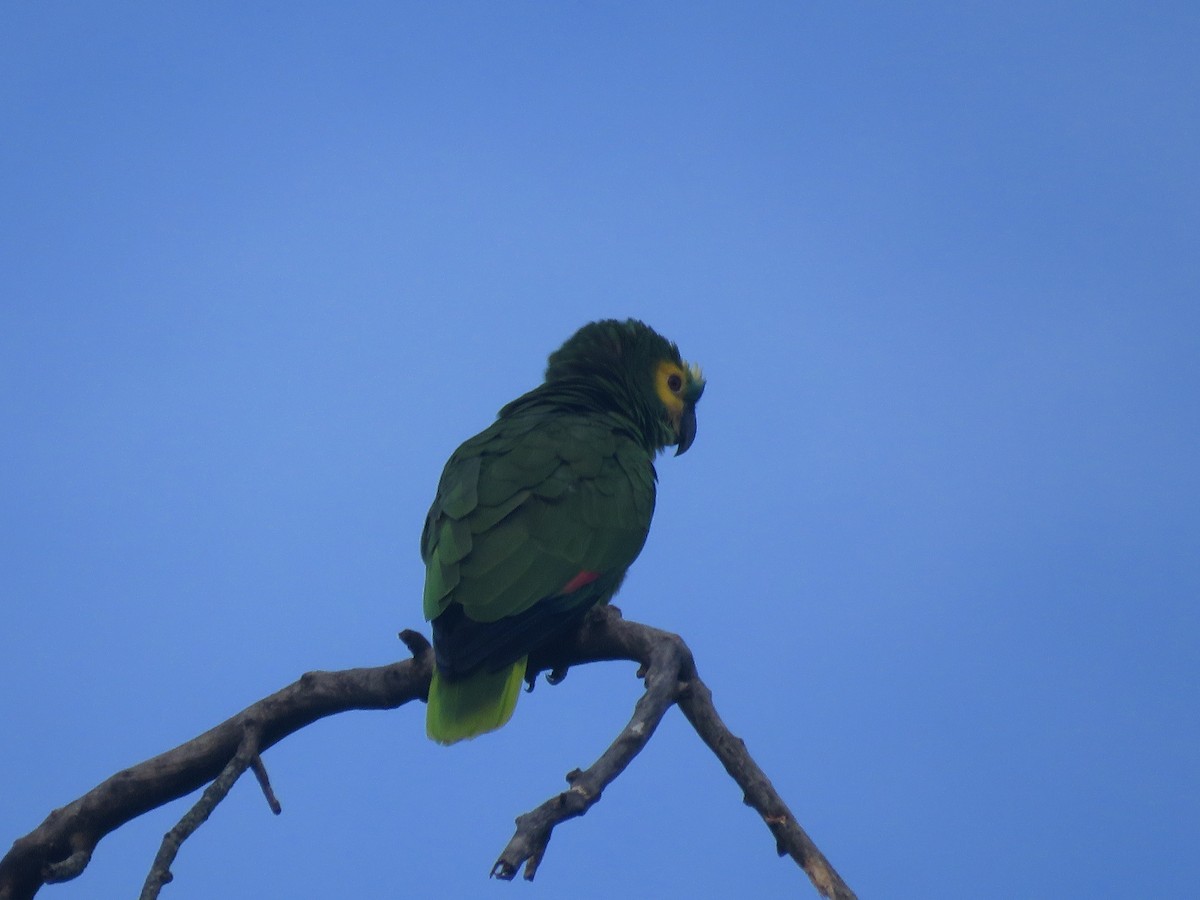 Turquoise-fronted Parrot - ML504281151